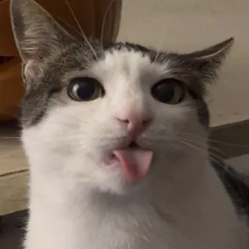 image of cat